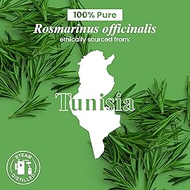 Handcraft Blends Organic Rosemary Essential Oil - 1 Fl Oz - 100% Pure and Natural - Premium Grade Essential Oil for Diffuser and Aromatherapy