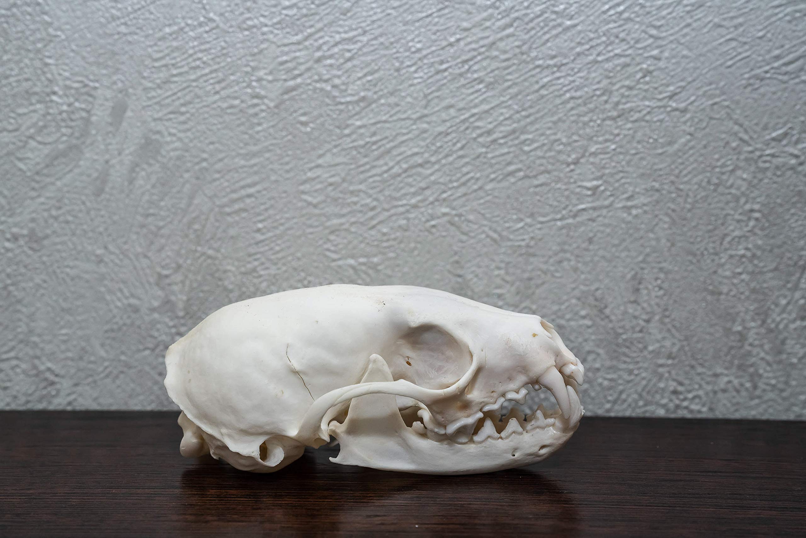 Sable Taxidermy Skull - Fisher, Marten Cleaned Skull, Jaws