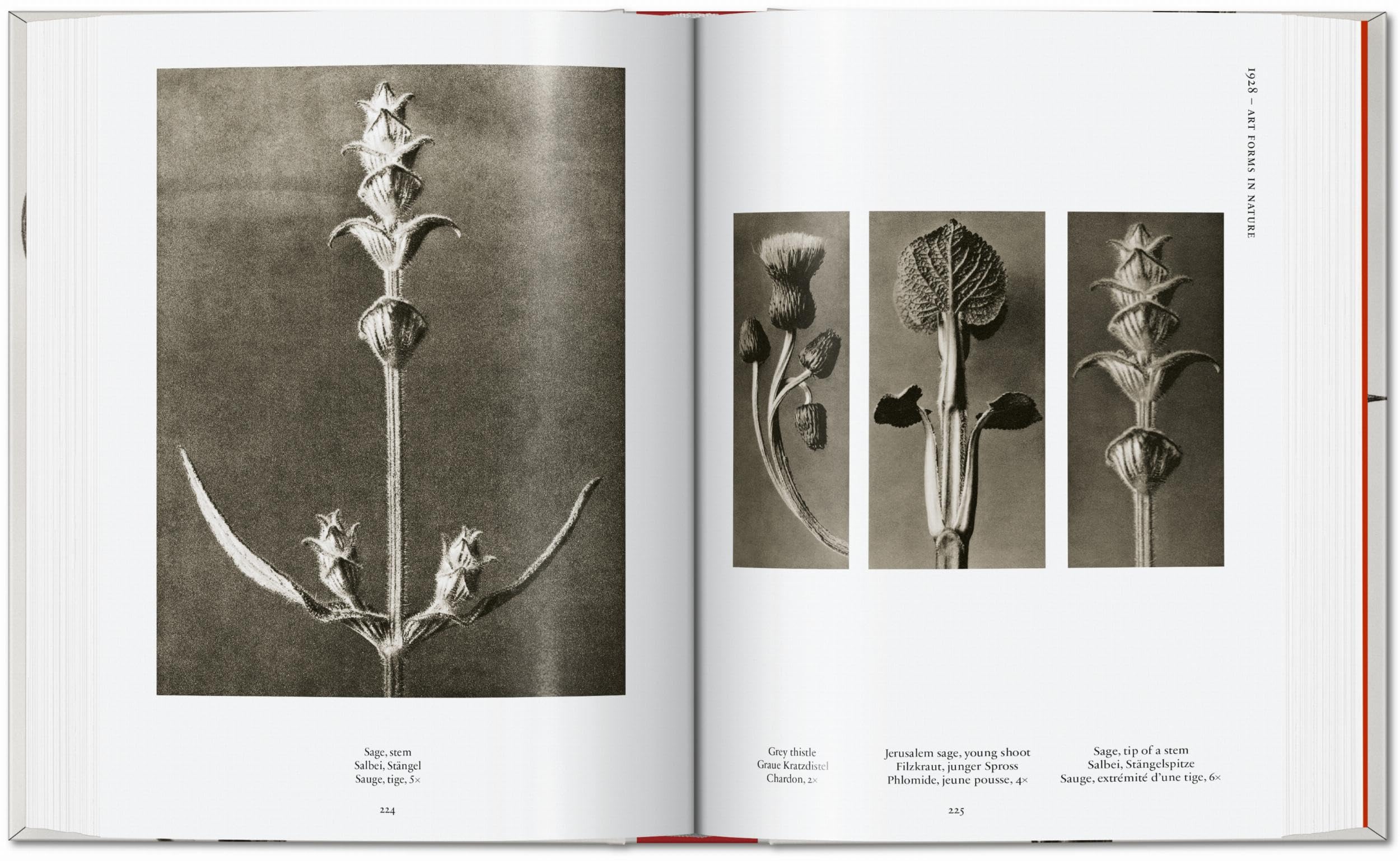 Karl Blossfeldt. The Complete Published Work. 45th Ed. (45th Edition)
