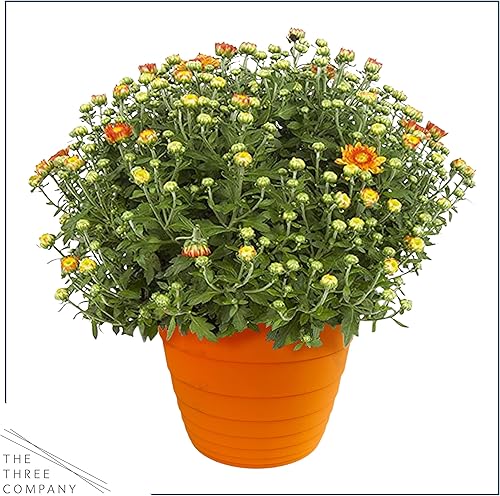 Miniatura 5 de Crisantemo resistente a la floración viva en maceta chic de bronce, color rojo, hermoso color otoño, 15 pulgadas de alto por 12 pulgadas de ancho en