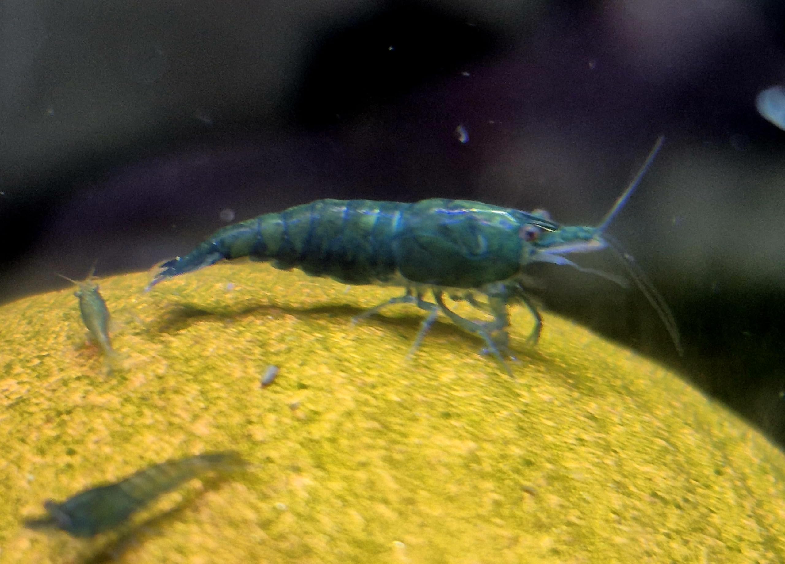 10x Aquarium Garnelen wählbar – Zwerggarnelen Neocaridina – groß ca. 2 cm, geschlechtsreif & zuchtgeeignet – intensiv gefärbt – & Amanos (10x Green Jade Grün (Gross ca 2cm))