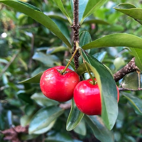 Miniatura 4 de QAUZUY GARDEN 10 semillas de cereza de acerola Malpighia Emarginata, reliquia y frutas jugosas grandes y dulces sin OMG, fáciles de cultivar, bajo
