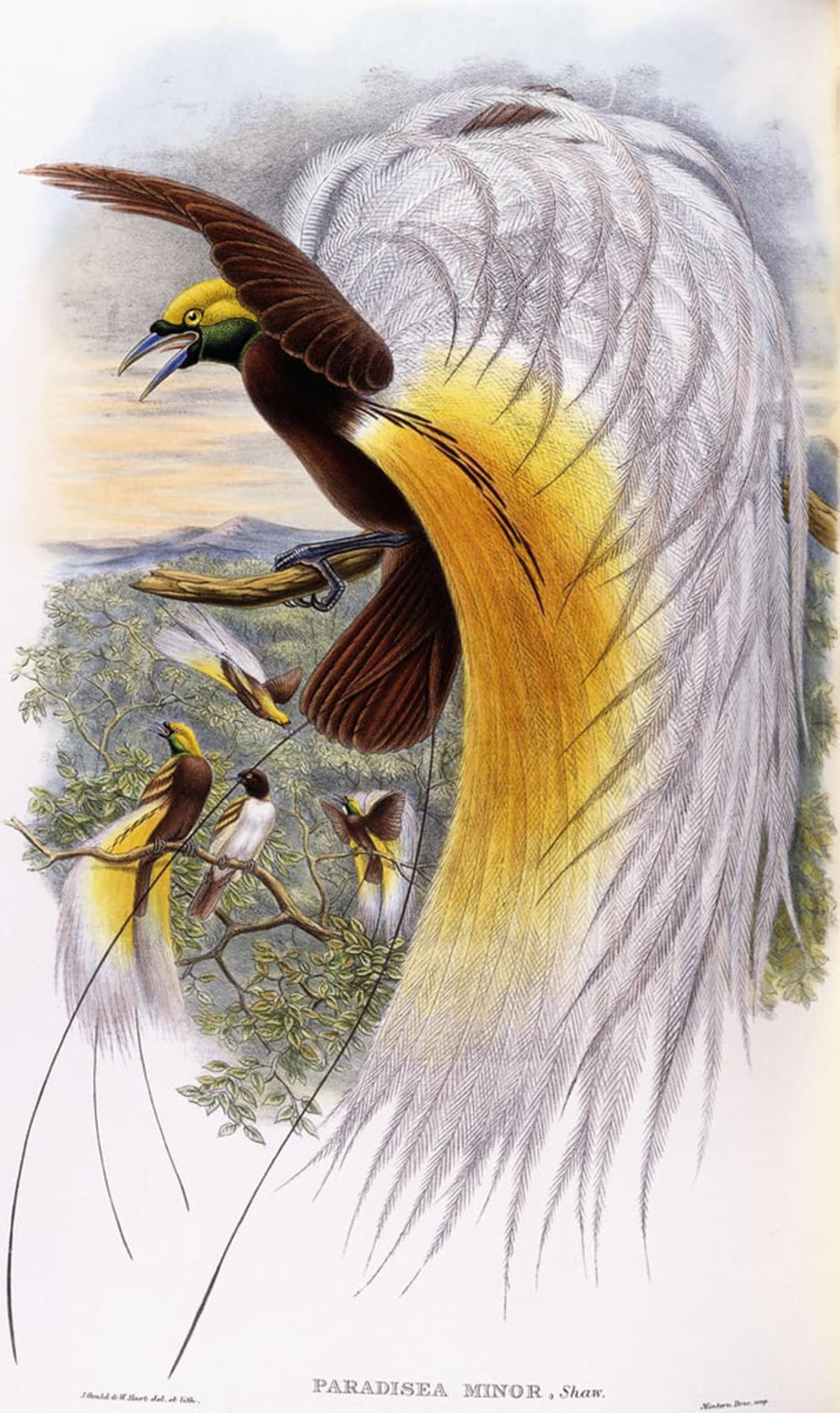 POSTERIIk Famous Print Pop Art Wall Art Graffiti Animal Bird Paradisaea Minor by John Gould Art Prints for Home Decor 60x90cm