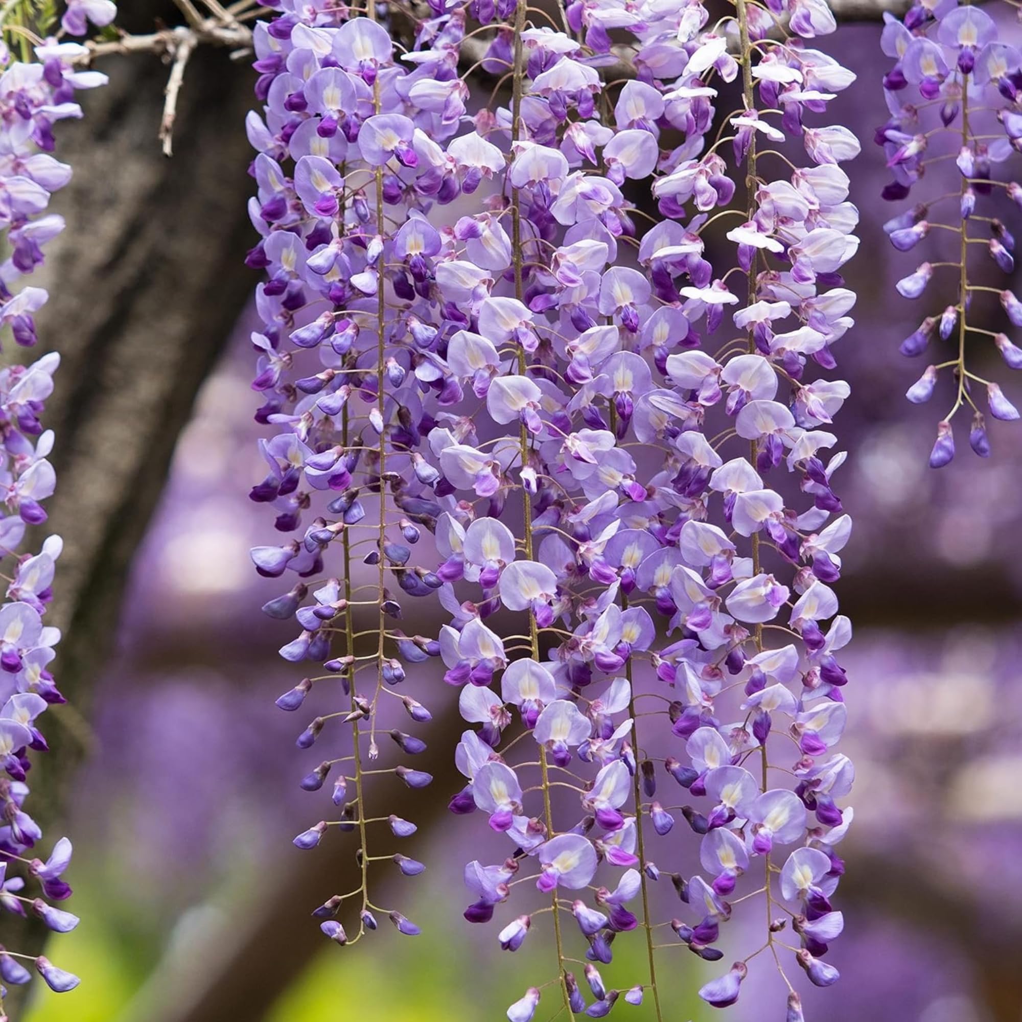 Glyzinien-Bonsai-Baum - Wisteria Floribunda aus Japan - (15 cm Schale, 55-65cm Höhe)