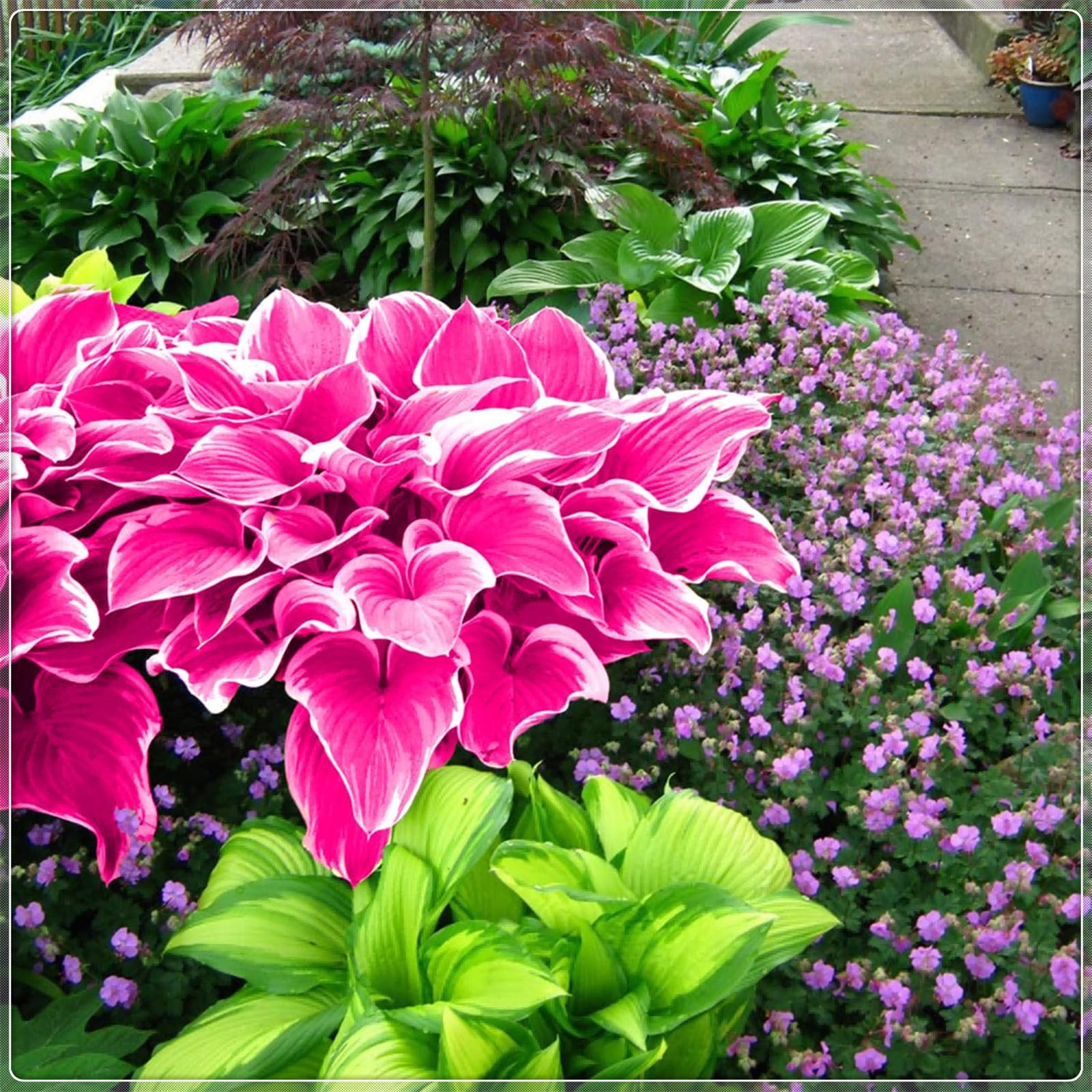 Excellent Display, Greening Flower,Hostas for Planting, Hosta Rhizome，Easy to Plant, Flowering Rhizome,Wedding Flowers, Bloom Year After Year-10 Bulbs-D