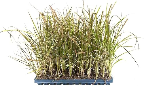 Hierba de fuente roja  3 plantas vivas  Pennisetum Setaceum Rubrum  Hierba ornamental floreciente