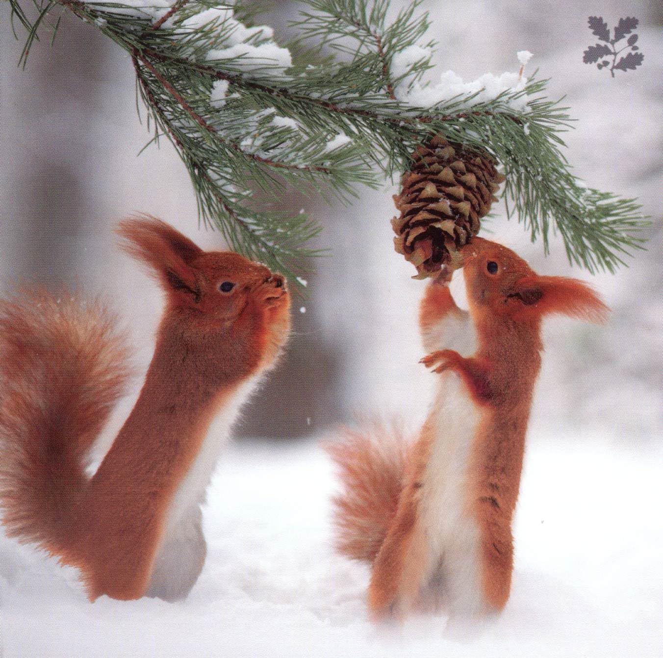 Woodmansterne Artistic Charity Christmas Cards Supporting National Trust - Photographic Winter Wildlife - Eco-Friendly & Recyclable - Box of 20 Cards - Image 3