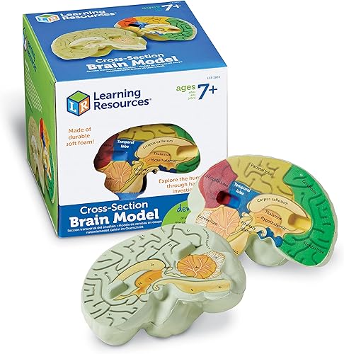 Learning Resources maqueta del cerebro con corte transversal Learning Resources maqueta del cerebro con corte transversal