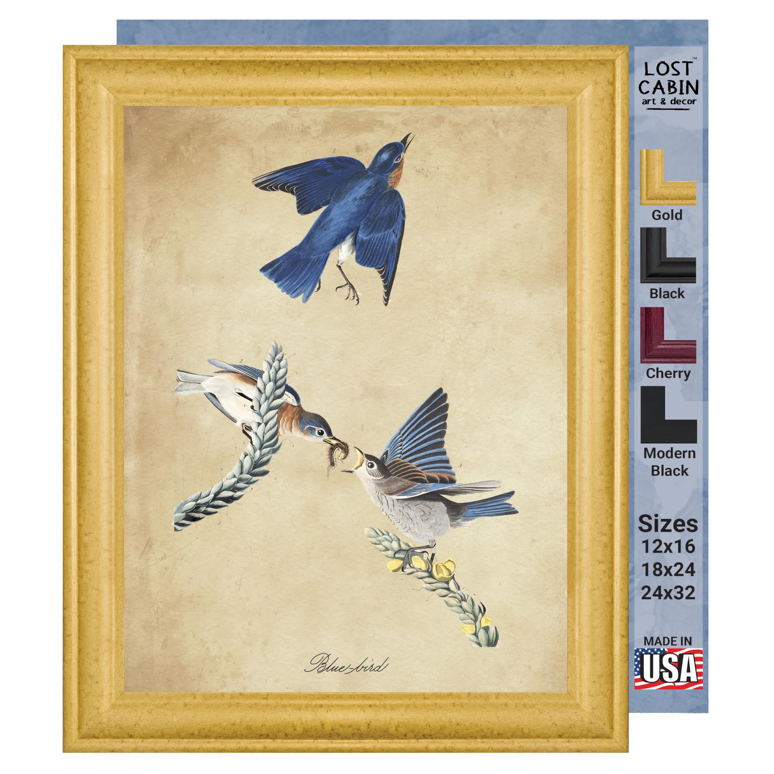 Amazon.com: Blue Bird by James Audubon 18 x 24 Canvas in Gold