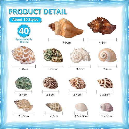 Miniatura 2 de Conchas de cangrejo ermitaño, 40 caracolas de mar naturales para conchas de repuesto y casas de cría de peces pequeños, tamaño de caracola, tamaño