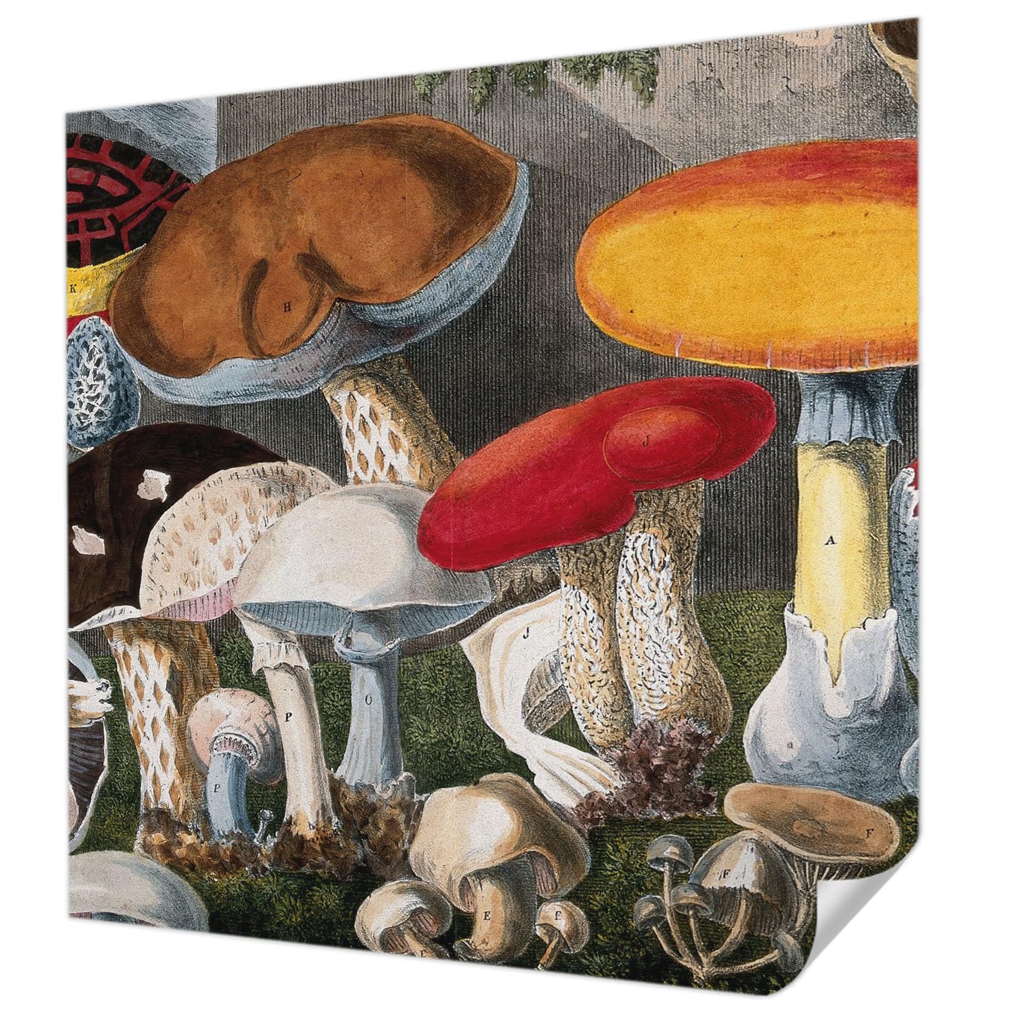 Papier peint chambre et salon champignons botaniques Tulup 250 cm