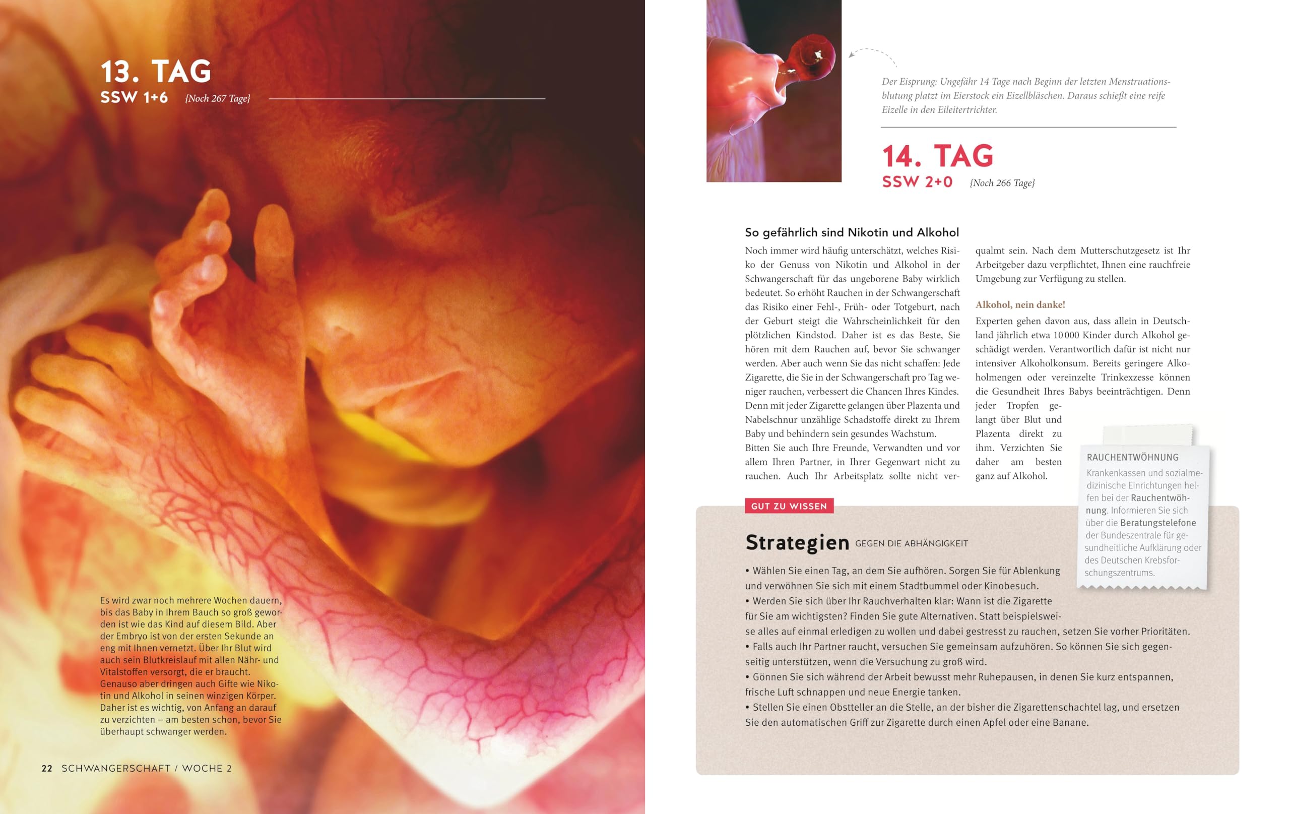 Tag für Tag durch meine Schwangerschaft: Faszinierende Bilder, umfassender Rat, spannende Infos