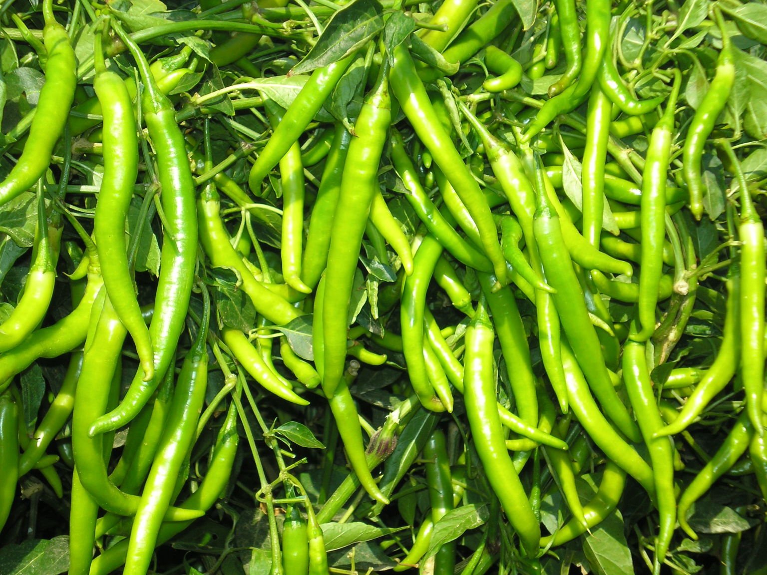 GREEN WORLD Arka Harita Chilli/Mirch Seeds (150 Seeds) (B07RBDQ481) Amazon Price History, Amazon Price Tracker