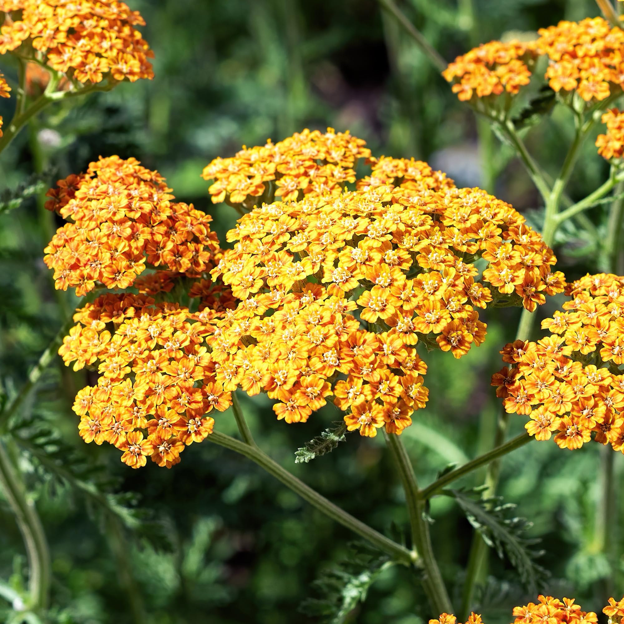 Achillea Terracotta - Hardy Perennial Flowering Plants in Pot - Easy Care Yellow Yarrow Garden Plant - Rockery & Cottage Plants - Summer Bedding Outdoor Garden Ready Plant (2 Litre Pot, 20-30cm)