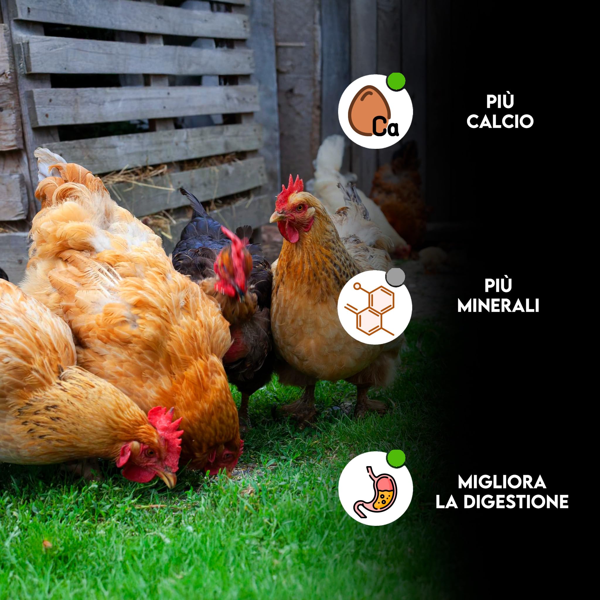 ZOMAPET OSTRIK Mangime Galline Ovaiole a base di scaglie d’ostrica 3/5mm 450gr, Grit per galline ovaiole specifico per uova più sane, mangime uccelli selvatici - Made in Italy