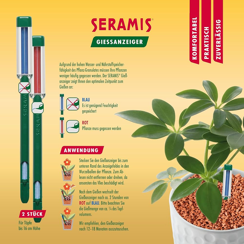 その他観葉植物 Nao シマトネリコ L | 観葉植物の通販 AND PLANTS (アンドプランツ)