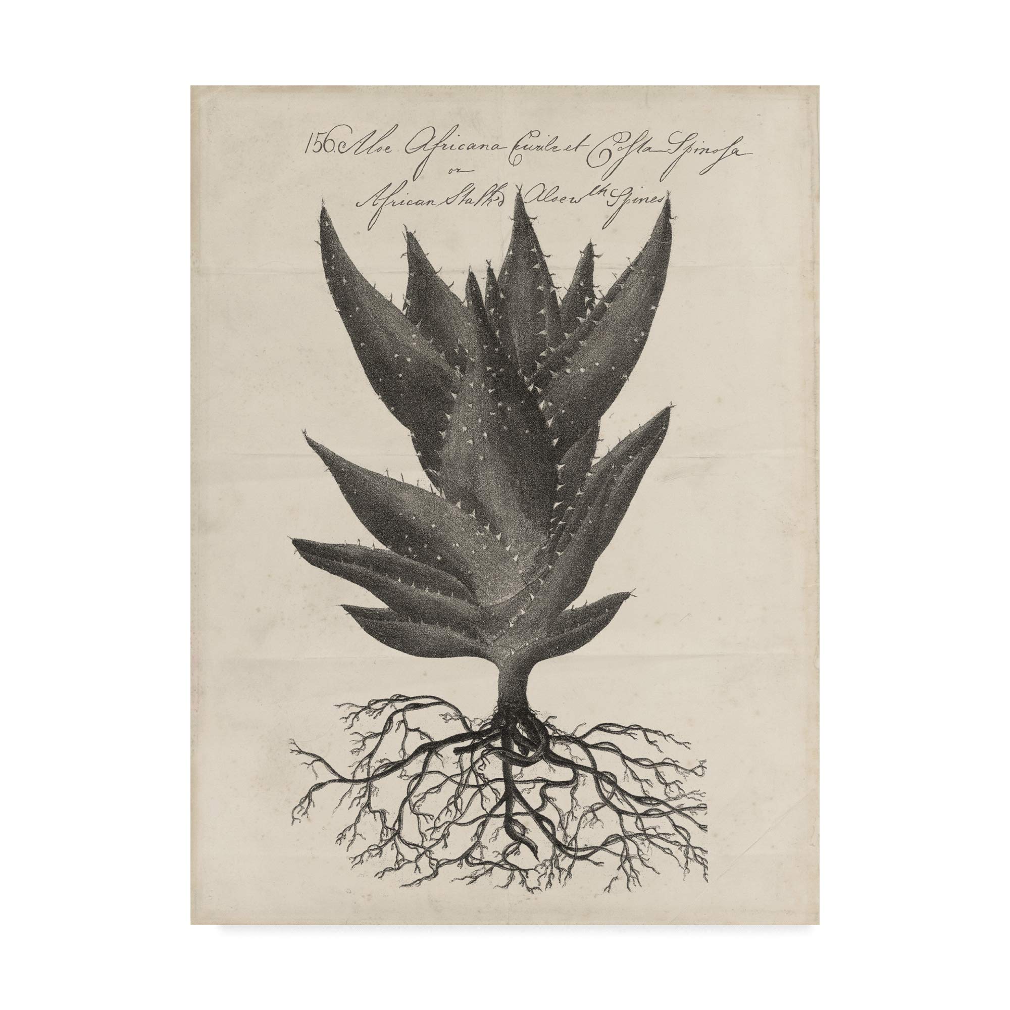 Thornton Succulents I by Robert J. Thornton, 24x32