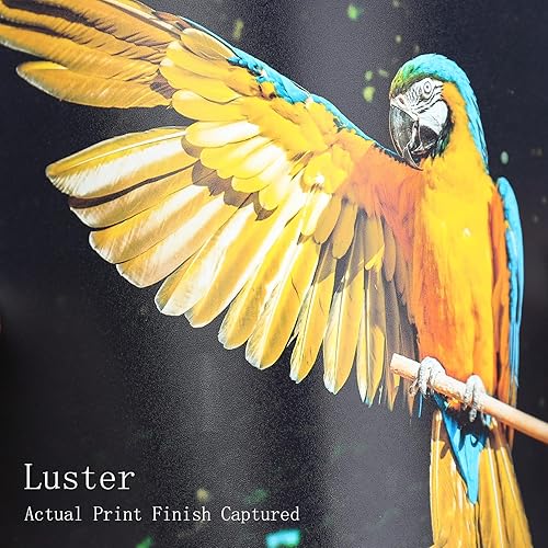 Miniatura 2 de Koala Ultra Premium - Papel fotográfico de 8.5 x 11 pulgadas, para impresora de inyección de tinta, resistente al agua, suave, brillante, 72 libras,