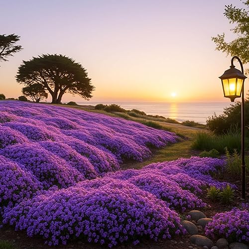 Miniatura 5 de Más de 32000 semillas mixtas de tomillo rastrero para cubrir el suelo, planta aromática de bajo mantenimiento para céspedes y jardines, tolerante a