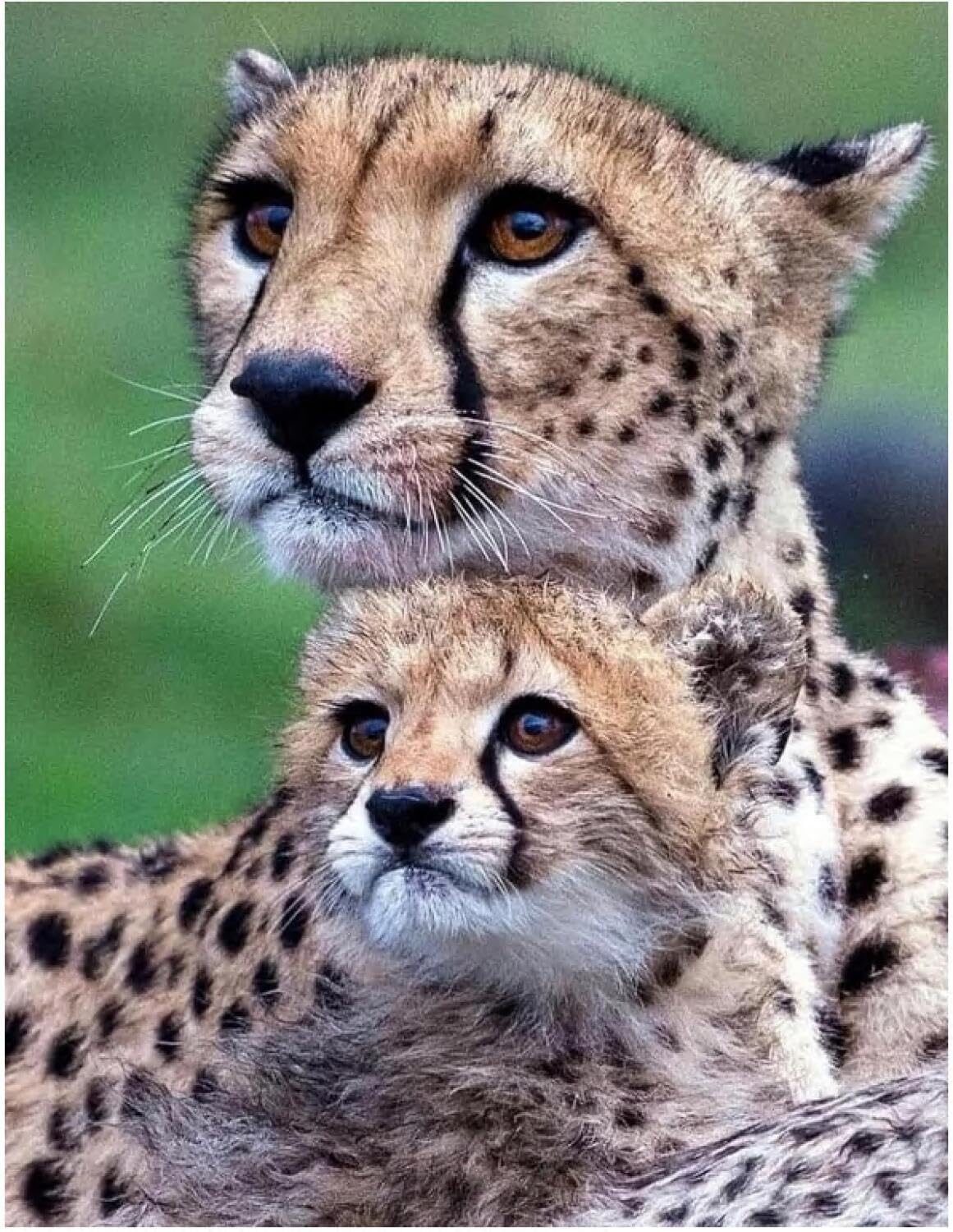 Rqwybcaxn DIY Latch Hook Rug Making Kits Two Leopards 55x75cm