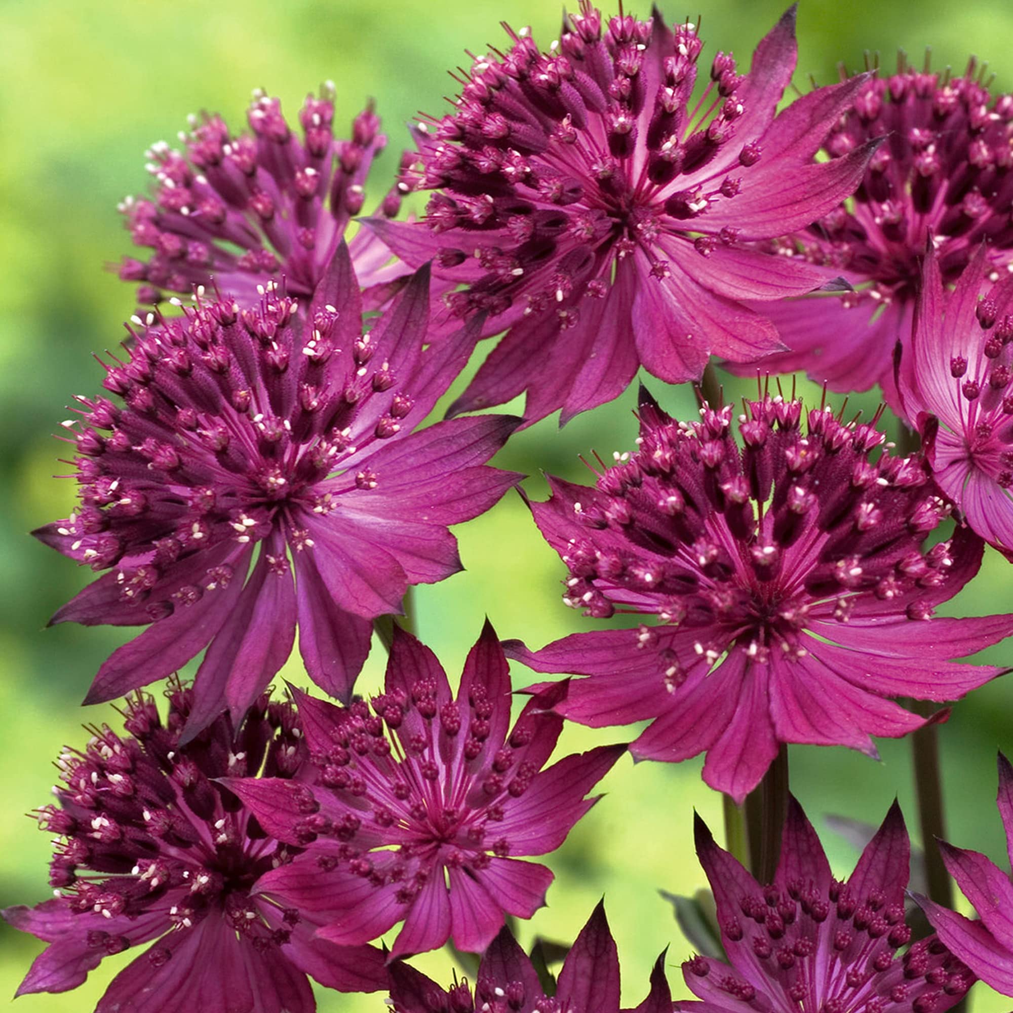 Astrantia Venice Masterwort Compact Branching Herbaceous Perennial Outdoor Plant (10-20cm Incl. Pot)