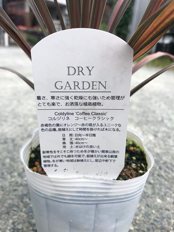 Amazon Premium Garden コルジリネ コーヒークラシック 寒さ暑さに強い 管理が楽な おしゃれ グリーン 誕生日 敬老の日 ギフト 観葉植物 3 5号ロングポット F10 5cm コルジリネ コーヒークラシック 観葉植物 オンライン通販