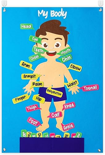 WATINC Juego de 35 piezas de tablero de fieltro para aprendizaje de partes del cuerpo, órgano humano preescolar, enseñanza educativa, narración de