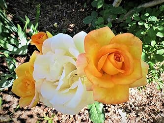 Customer Image, click to open customer review