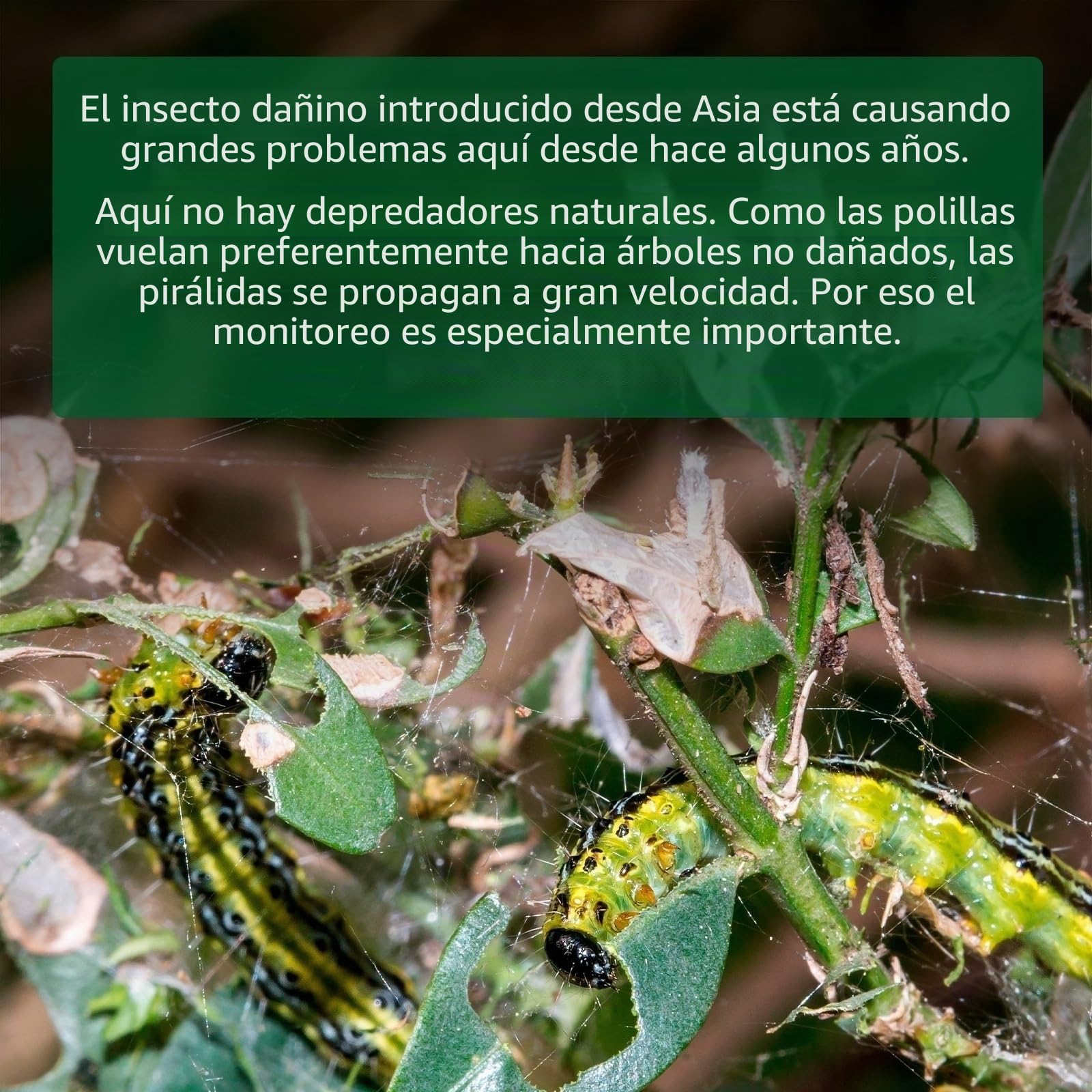 Gardigo® Trampa para Polillas del Boj con Atrayente de Feromonas | Incluye 4 dispensadores de atrayentes | Antipolillas Fácil de Usar sin Insecticida | Trampa contra la Polilla del Boj - 180m²