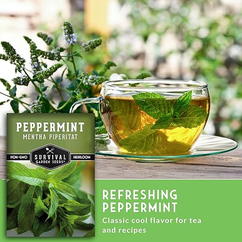 Vista 6 de Survival Garden Seeds - Semillas de menta para plantar - Mentha Piperita 3 paquetes con instrucciones para plantar y cultivar deliciosa menta en tu