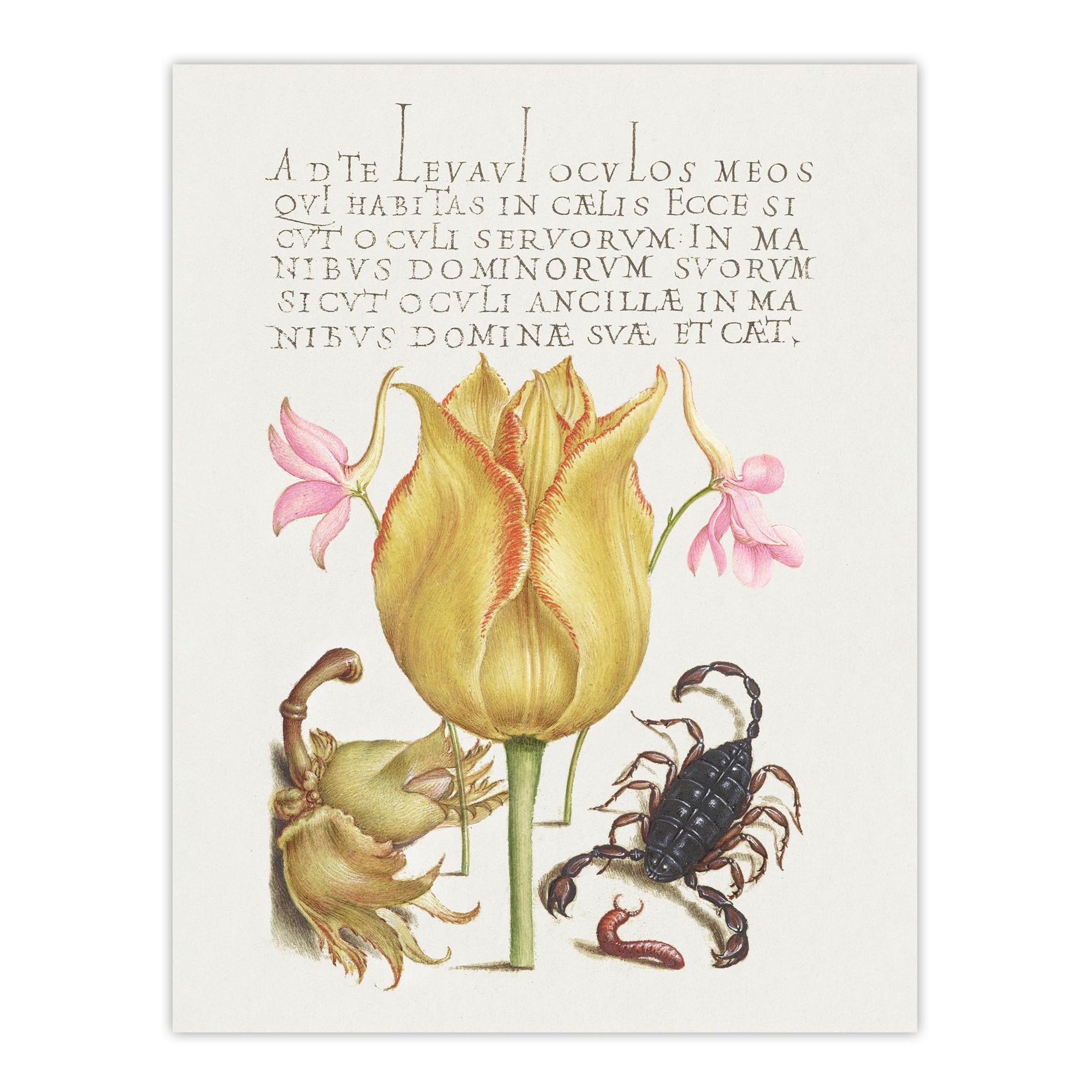 Artery8 Larkspurs Tulip and Scorpion By Model Book of Calligraphy Wall Art Print 12X16 : Refined palm tree composition enhancing tropical aesthetic within peaceful home setting