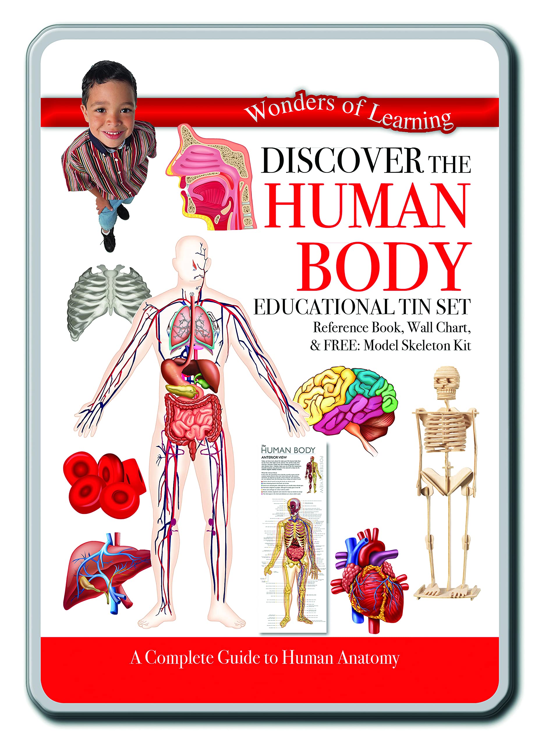 Discover the Human Body