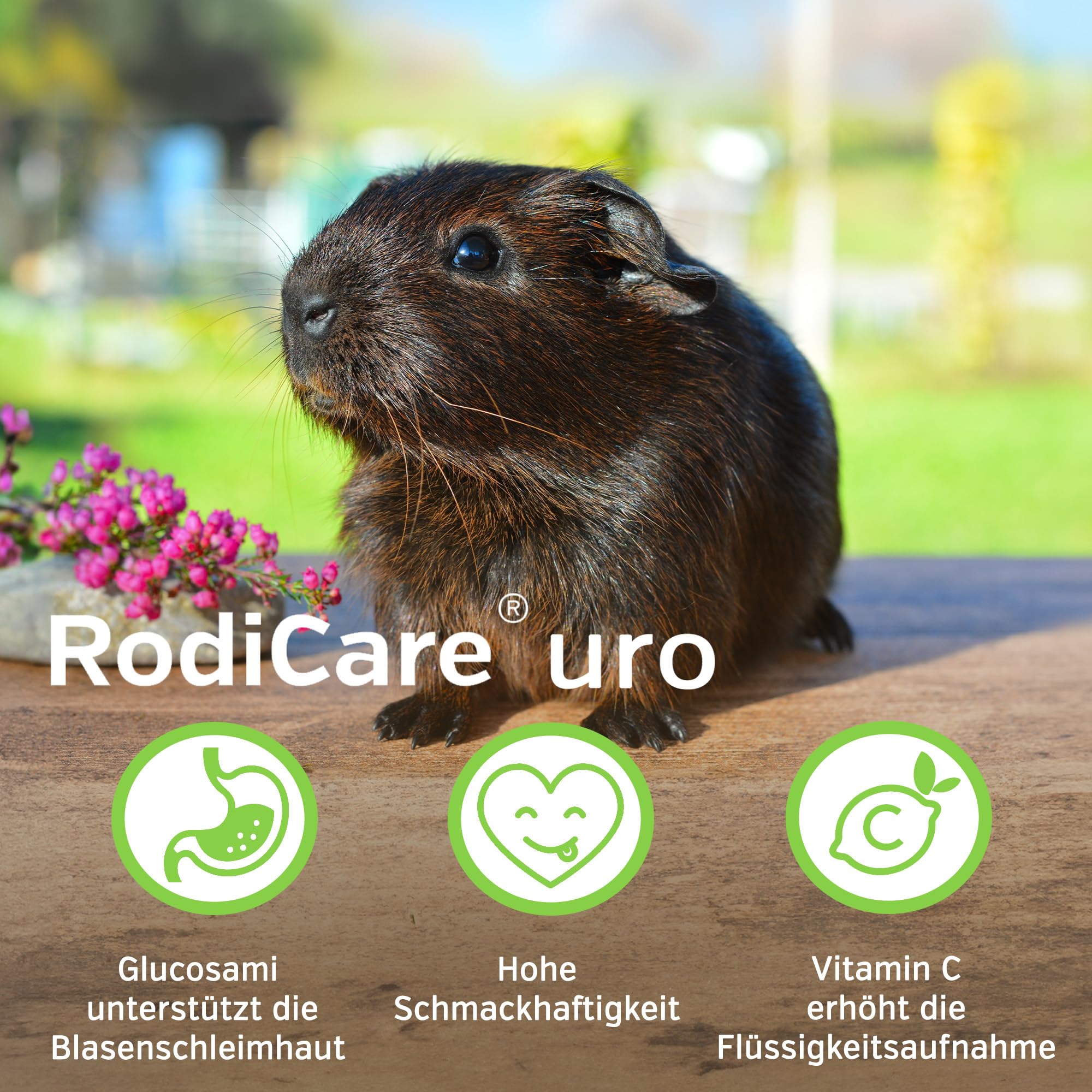 Alvafet RodiCare URO – 3 x 20 ml – Supplément alimentaire pour lapins, cochons d'Inde et petits rongeurs – pour réduire la formation de calculs urinaires - 4