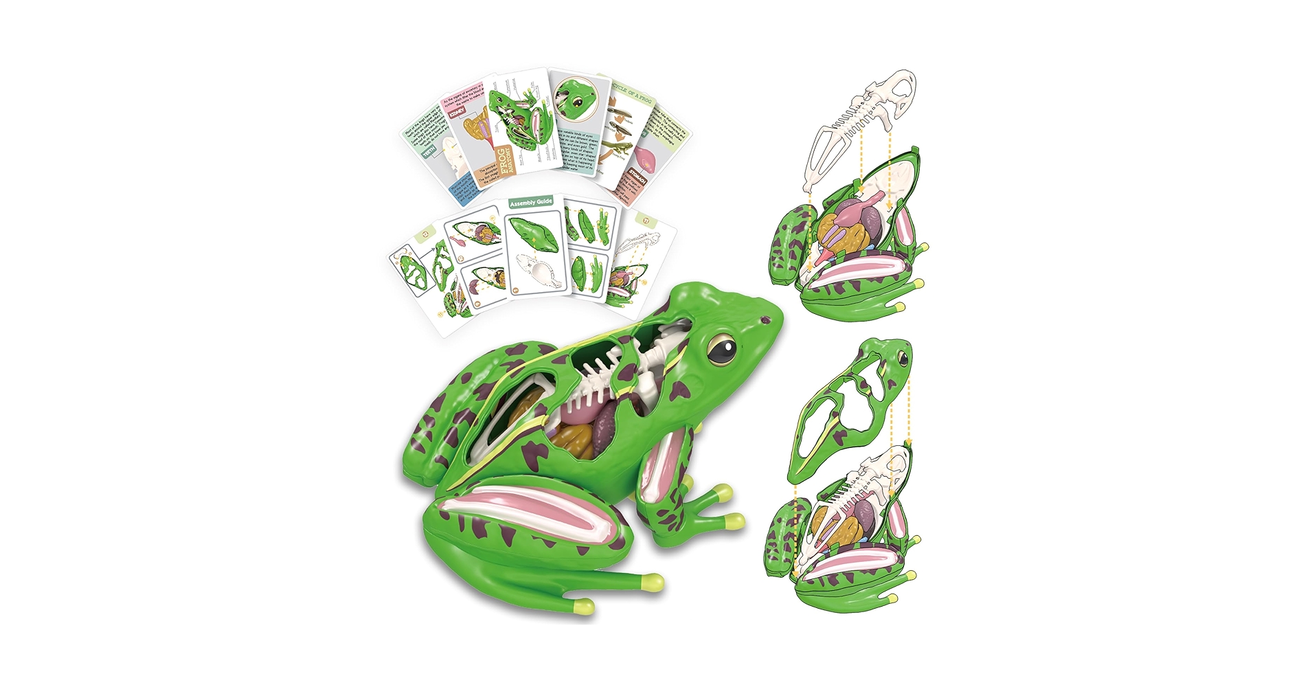 4D Vision Frog Anatomy Model, 23 Part Puzzle Of Frog