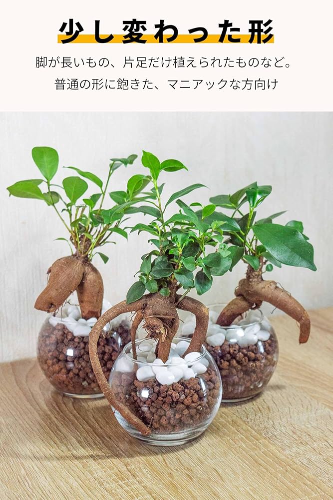 Amazon｜[ miipas ] 珍形 ガジュマル (多幸の木/金のなる木) 観葉植物