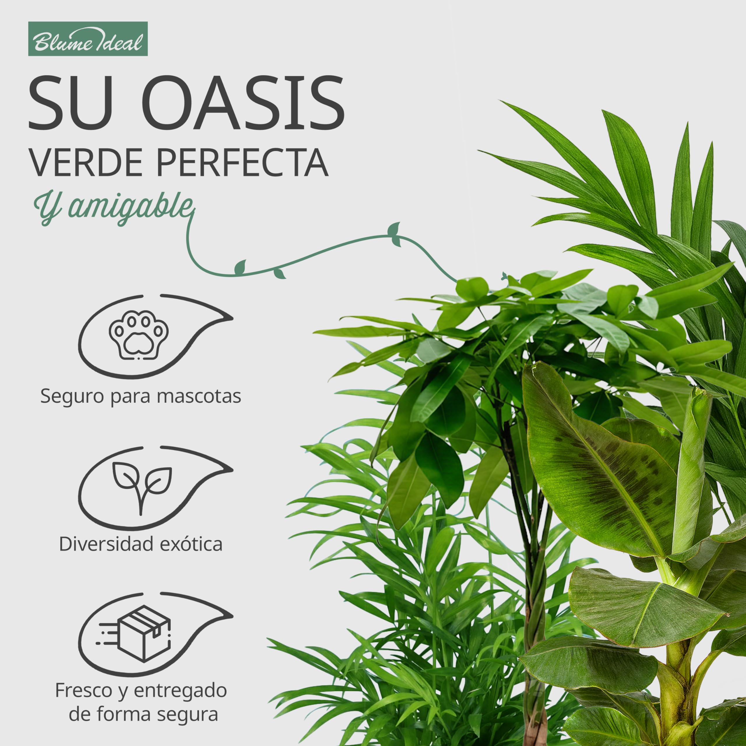 Set de 5 Plantas “Apto para Mascotas”, +/- 30–60 cm, ø 12–15 cm maceta, Palmera de Salón, Planta de Plátano, Palmera Areca, Árbol del Dinero, Calatea, no tóxico y apto para mascotas