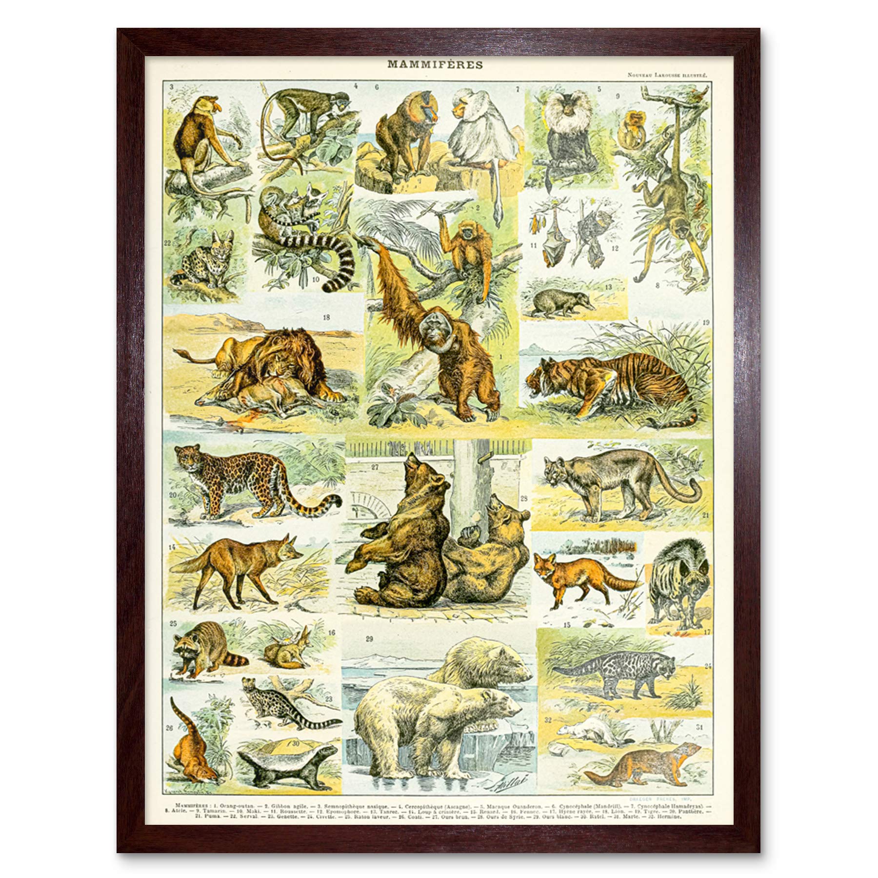 Artery8 Millot Encyclopedia Page Molluscs Shells Art Print Framed Poster Wall Decor 12x16 inch — view 119