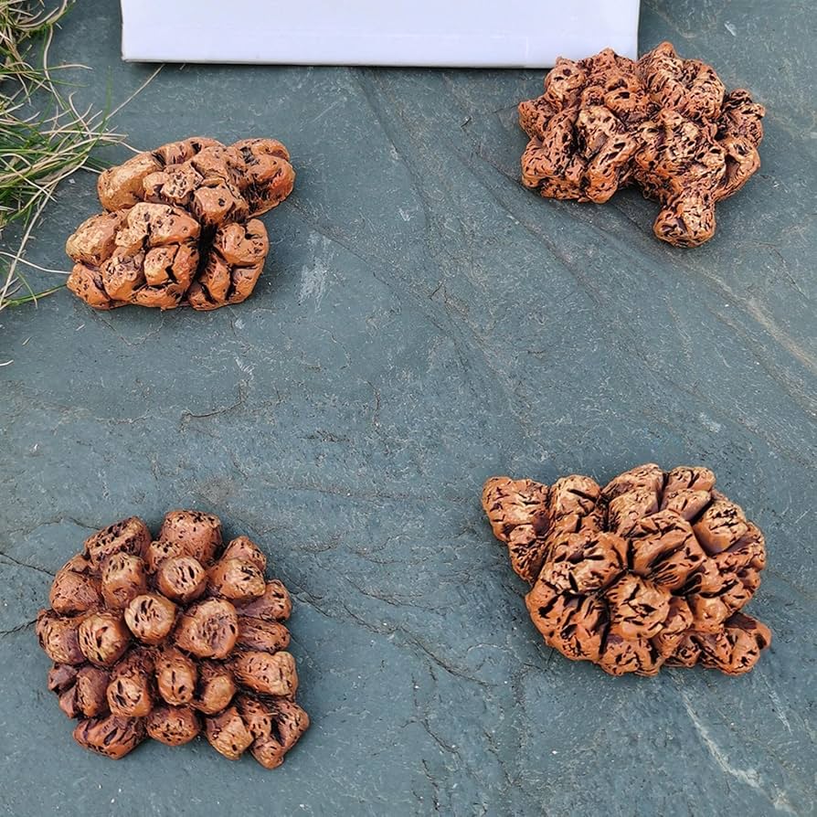 恐竜の糞 化石 恐竜の糞化石