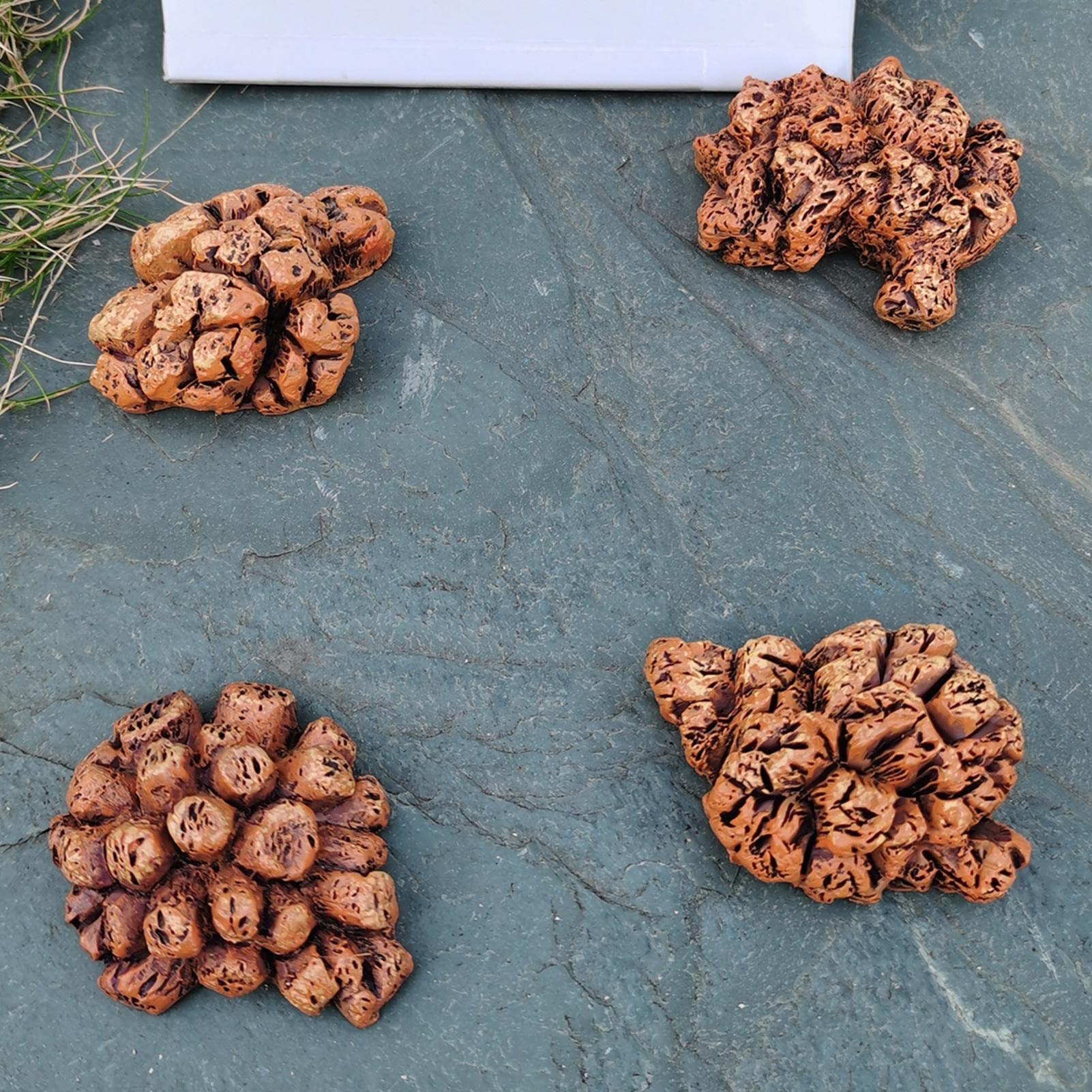 化石『恐竜の糞化石』コプロライト 希少 標本 稀石 生痕 草食恐竜 瑪瑙