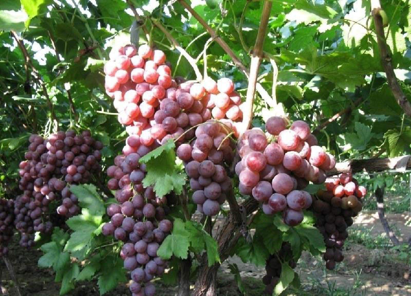 Amazon.com : zellajake 30pcs Grape Vine Seeds Sweet Fruit