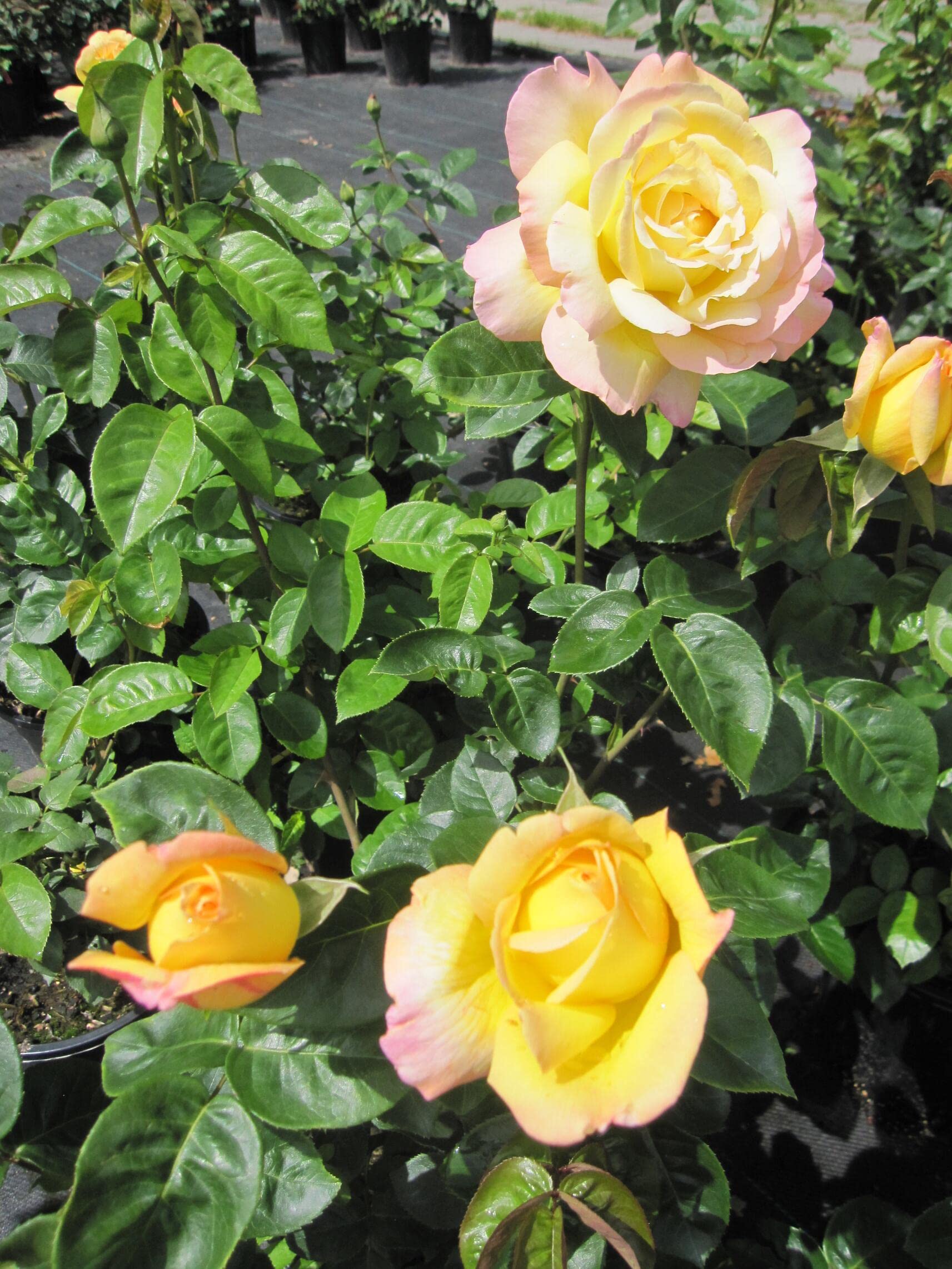 Rosa Gloria Dei - Edelrose Gloria Dei - Synonym Peace - Meilland Rose