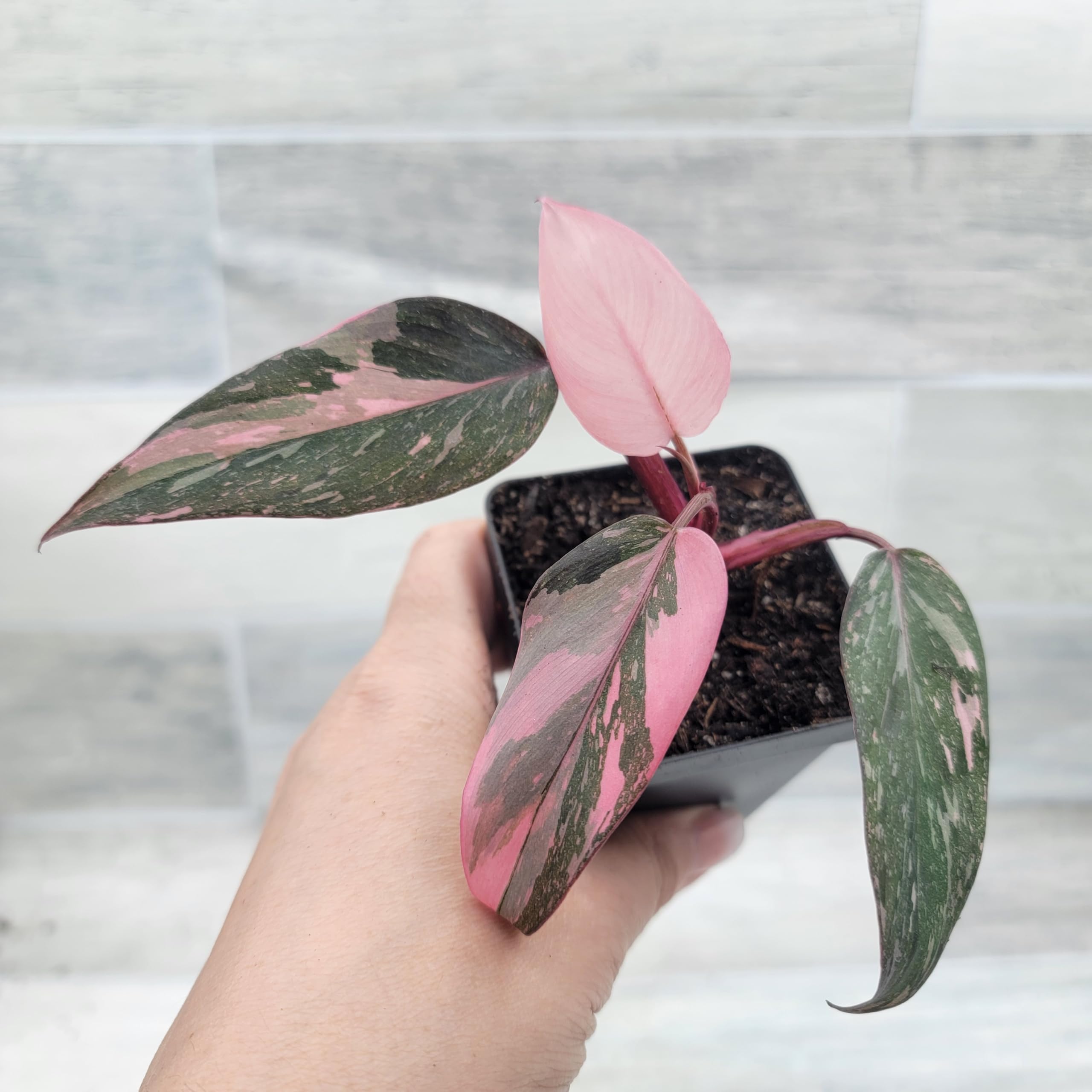 sansevieria black and gold Black Gold Snake Plant For Sale, Care Guide & Growing Tips