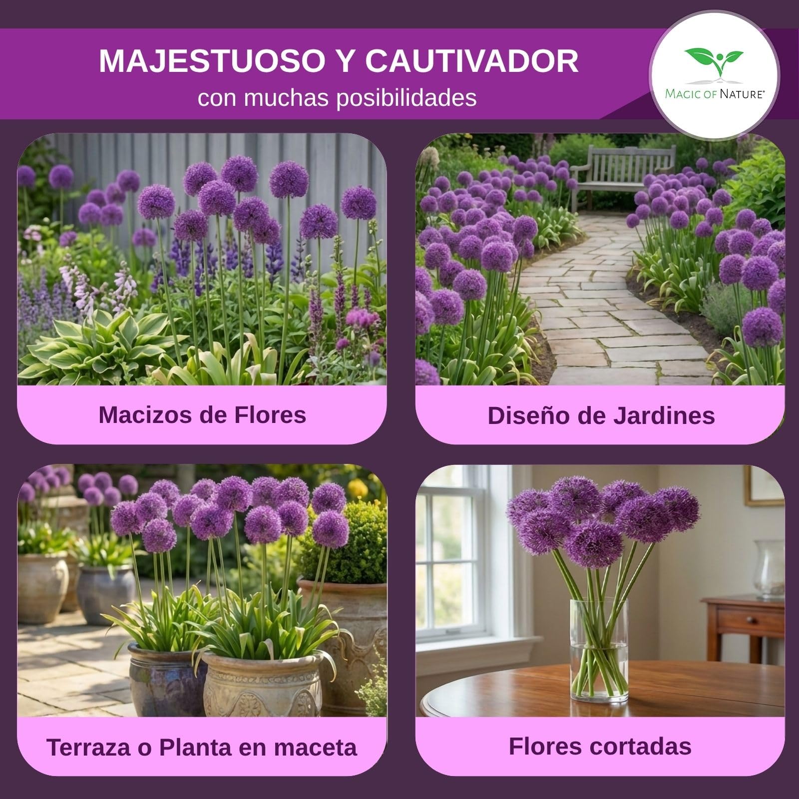 Magic of Nature Semillas de Allium Gigante (30 uds) Allium giganteum, Resistente y Perenne - Flores Violetas hasta 150cm para tu Jardín