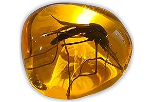 Prehistoric Power: Unraveling Dinosaur Secrets with the Enigmatic Mosquito Amber Fossil