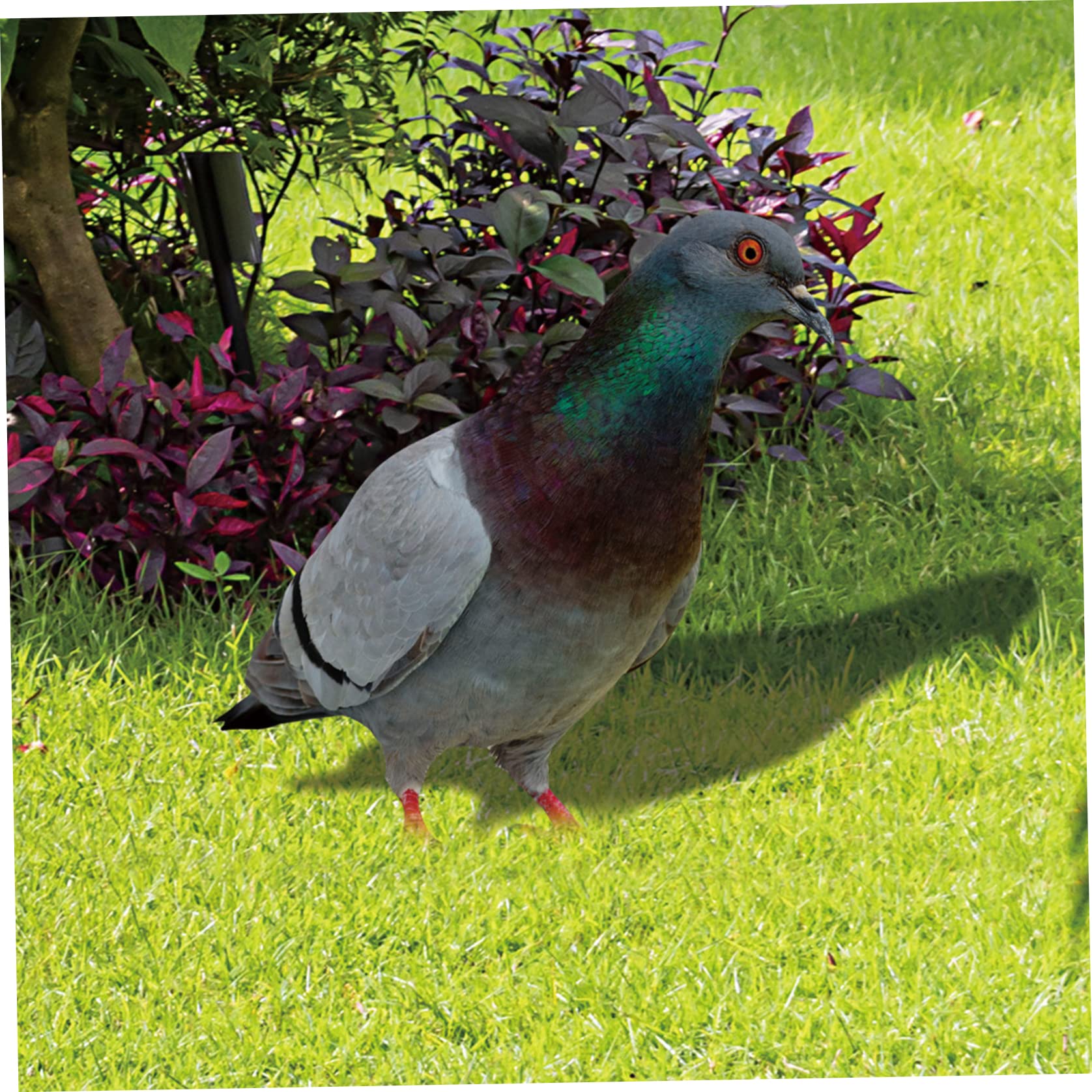 ᐅ • Bronzen duiven beelden kopen | Duif van brons voor huis & tuin