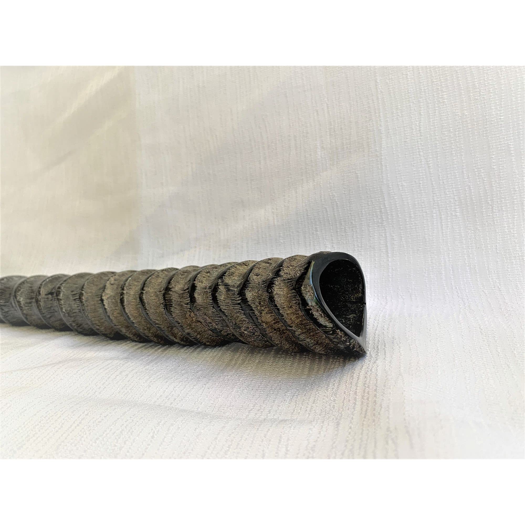Koscheres Shofar Gemsbok Oryxhorn Original aus Israel (71,1 cm - 76,2 cm) gestimmt und getestet