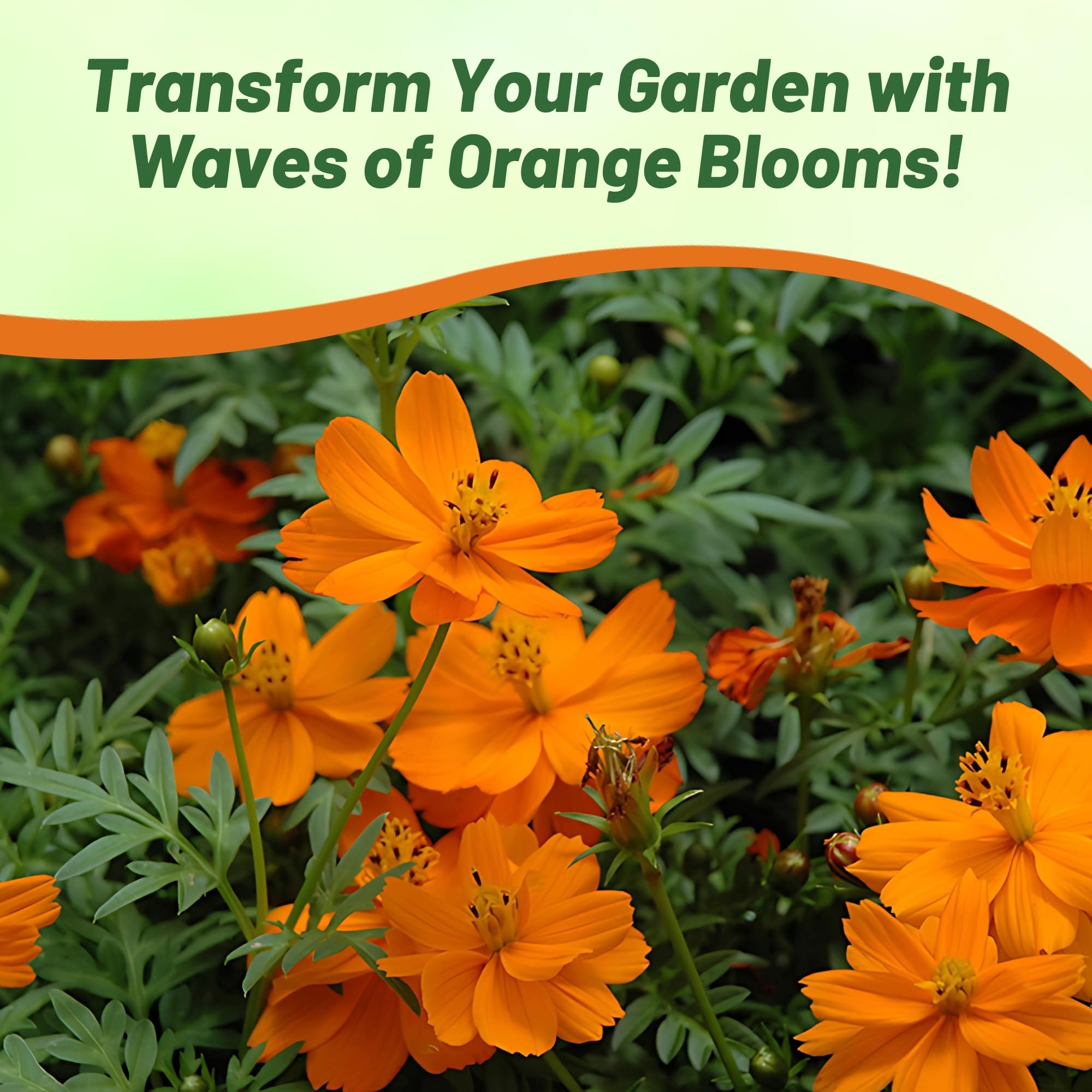 Amazon.com : Outsidepride Mandarin Cosmos Sulphureus Seeds - 50