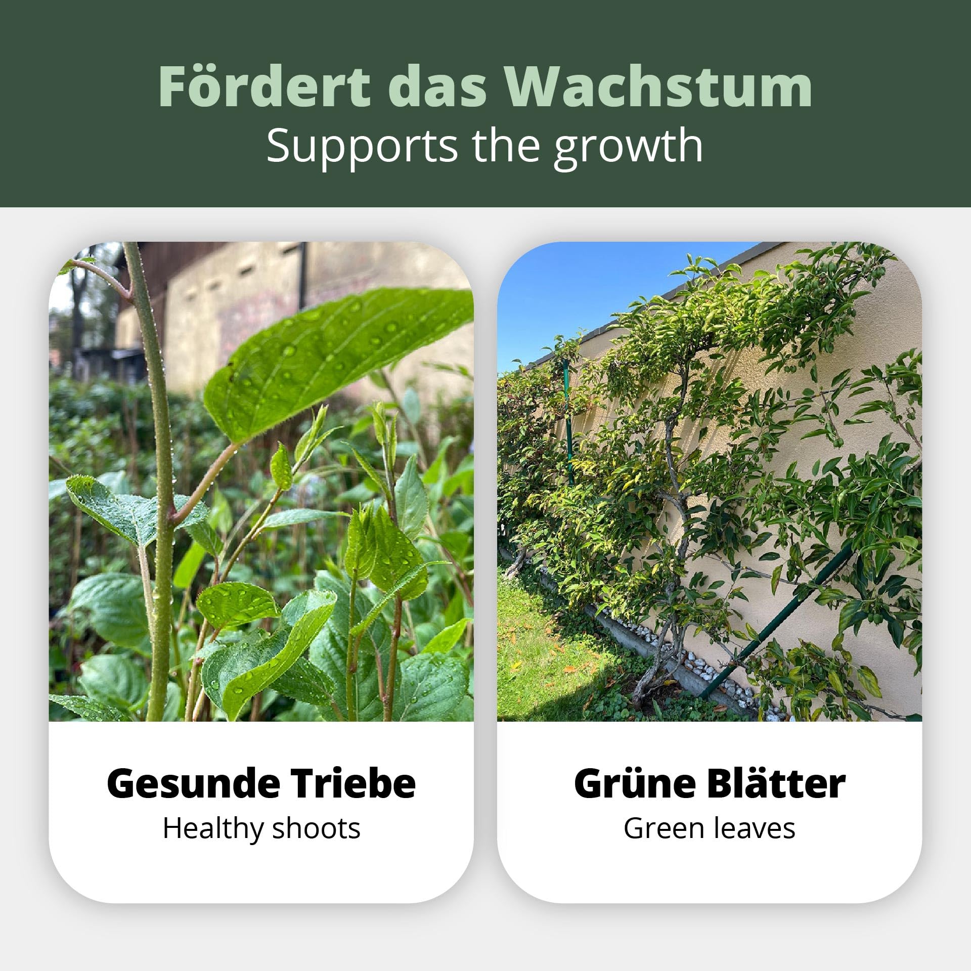 Engrais Spécial pour Kiwis et Baies - 1 L - Pour Plantes Actinidia (Arguta, Kolomikta, Deliciosa, Chinensis, Polygama) - Recette du Cultivateur