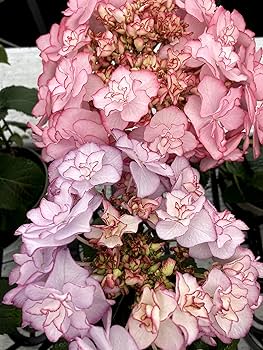 春の訪れ　パールアカシアのハーフリース　ピンクの紫陽花とともに　母の日 春の訪れ パールアカシアのハーフリース ピンクの紫陽花とともに