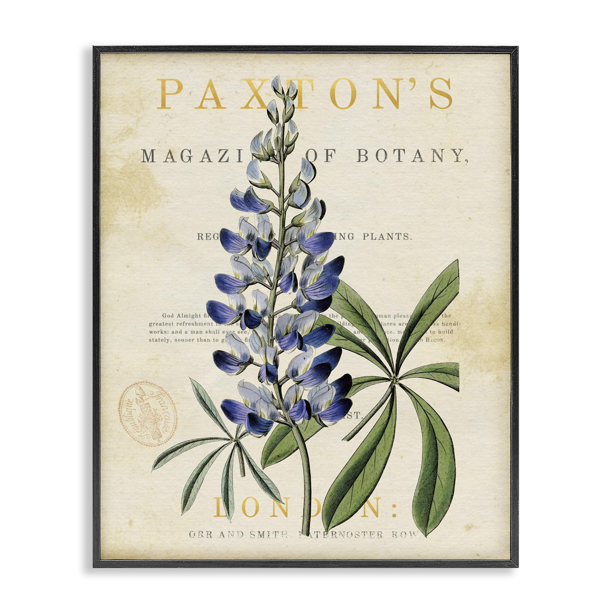 Stupell Industries 'Natural Botany Lupine', Framed Giclee Art, Black, 16 x 20 Inches, Easy to Hang and Sturdy, Made in USA, by Susan Arnot